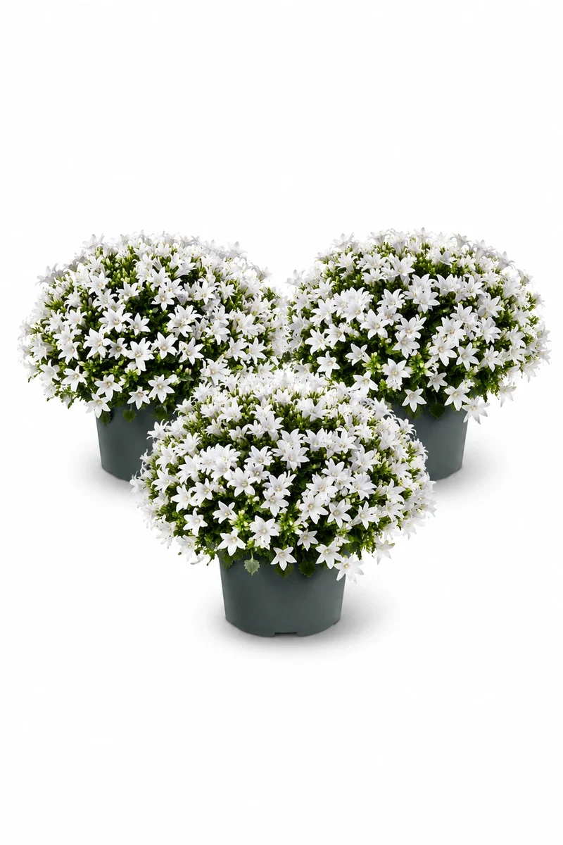Glockenblume Campanula Ambella Weiß – 3er-Set