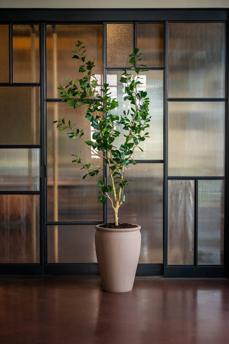 Ficus Triangularis künstlich, H: 180cm