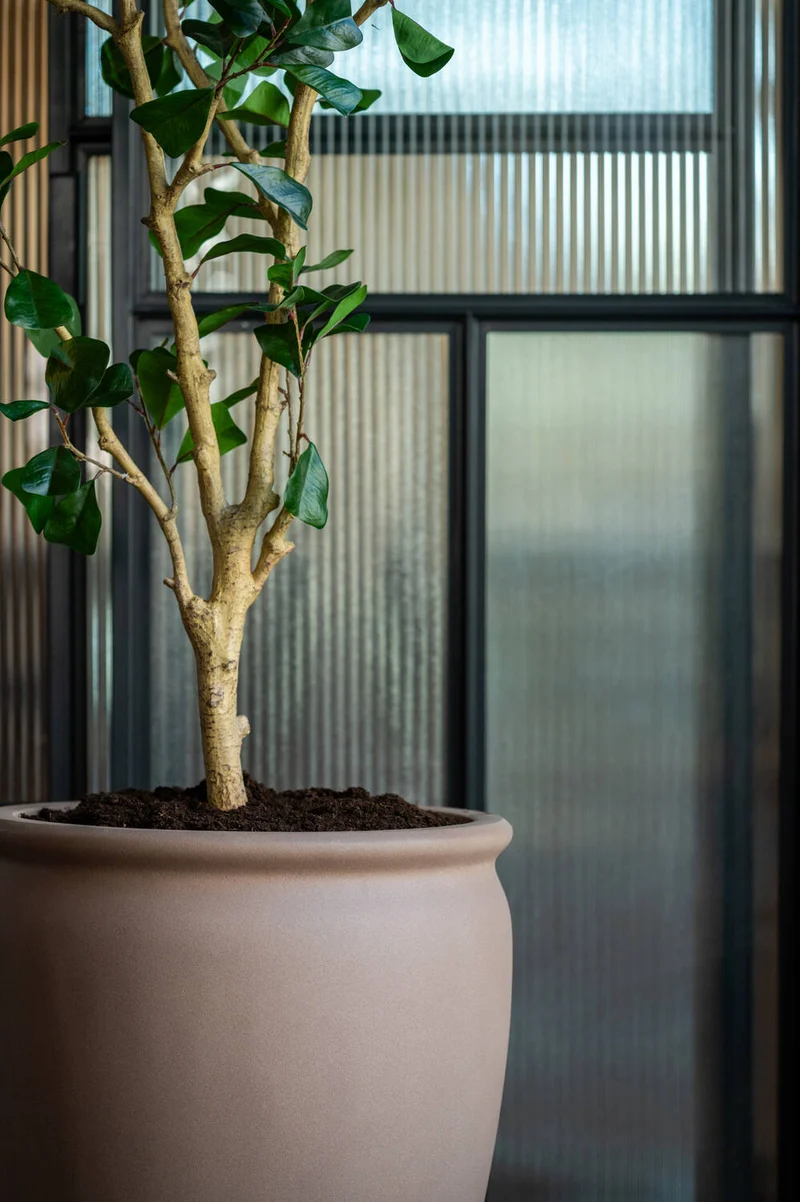 Ficus Triangularis künstlich, H: 180cm