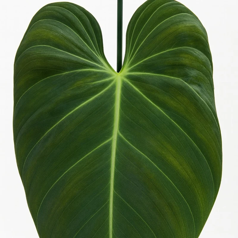 Philodendron Melanochrysum