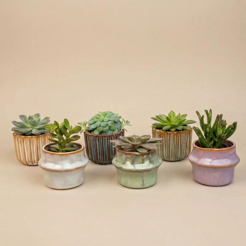 Succulents Set of 6 in Ceramic Mini Pot Barcelona - ↑ 8–12 cm