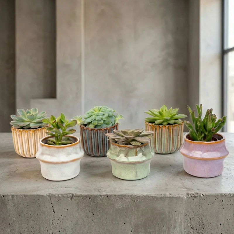 Succulents Set of 6 in Ceramic Mini Pot Barcelona - ↑ 8–12 cm