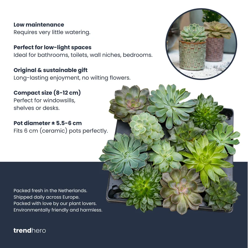 Succulents Set of 6 in Ceramic Mini Pot Barcelona - ↑ 8–12 cm