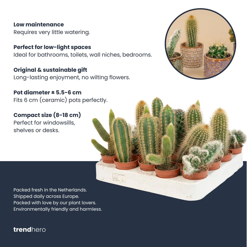 Cacti Set of 6 in Ceramic Mini Pot Barcelona - ↑ 8–12 cm