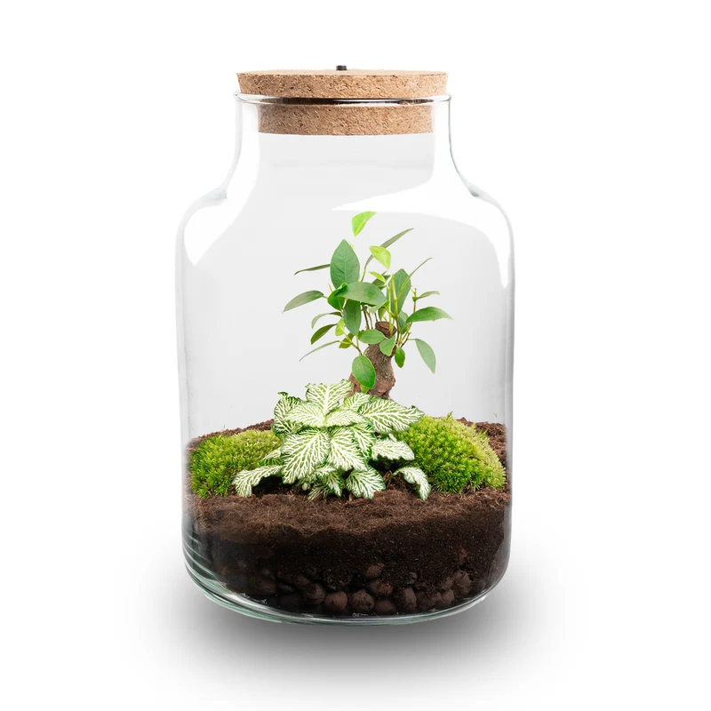 Little Milky - Bonsai - Terrarium with light - Bottle garden DIY kit - Ø 17 cm ↑ 25 cm