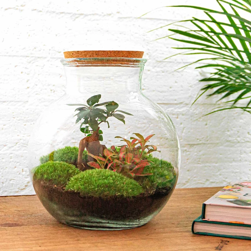 Teddy Bonsai Red - Terrarium with light - Bottle garden DIY kit - Ø 25 cm ↑ 26,5 cm