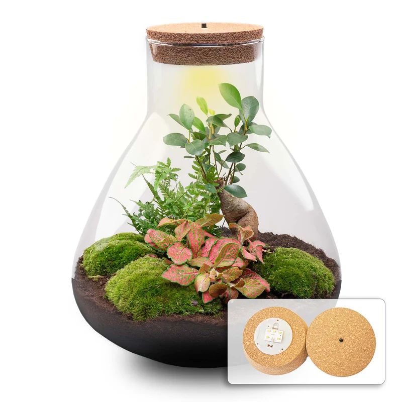 Sam XL Bonsai - Terrarium with light - Bottle garden DIY kit - Ø 30 cm ↑ 32 cm