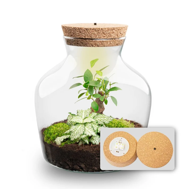 Little Joe Bonsai + Fittonia White Tiger - Terrarium with light - Bottle garden DIY kit - Ø 20 cm ↑ 22 cm