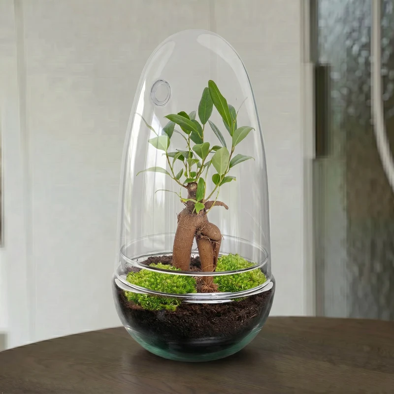Egg Bonsai - Terrarium - Two-part glass dome - Bottle garden DIY kit - Ø 12 cm ↑ 25 cm