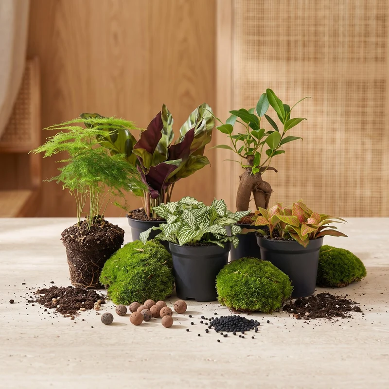 5 Terrarium plants - Plant Terrarium Refill & Starter kit - 5 terrarium plants - DIY