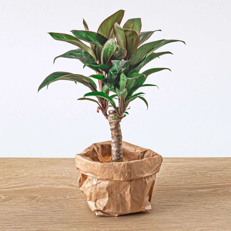 Plant terrarium set - Bonsai - 5 plants - Ficus Ginseng Bonsai - Palm - Asparagus - Red & White Fittonia