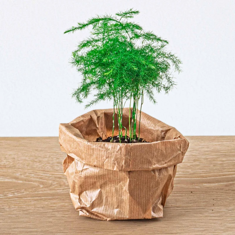 Plant terrarium set - Bonsai - 5 plants - Ficus Ginseng Bonsai - Palm - Asparagus - Red & White Fittonia