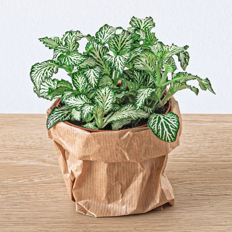 Plant terrarium set - Bonsai - 5 plants - Ficus Ginseng Bonsai - Palm - Asparagus - Red & White Fittonia