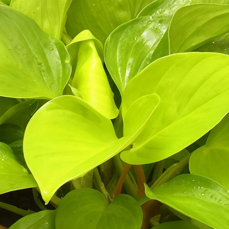 Homalomena Lemon Lime
