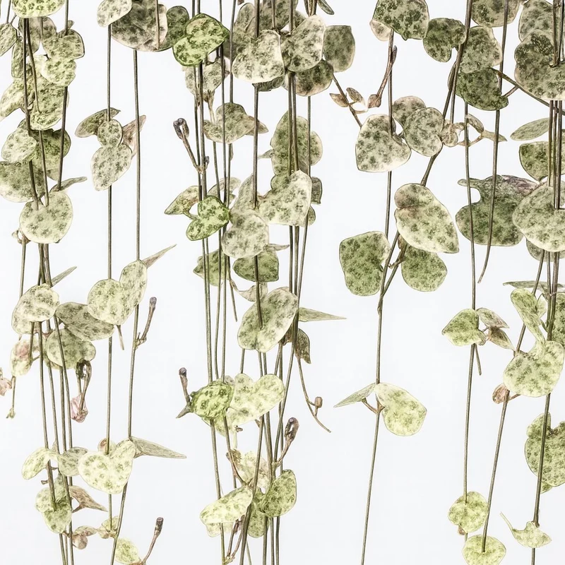Ceropegia Linearis Subsp. Woodii Variegata