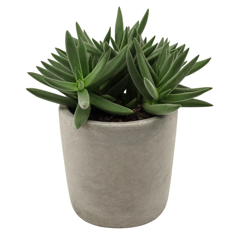Crassula Tenelli