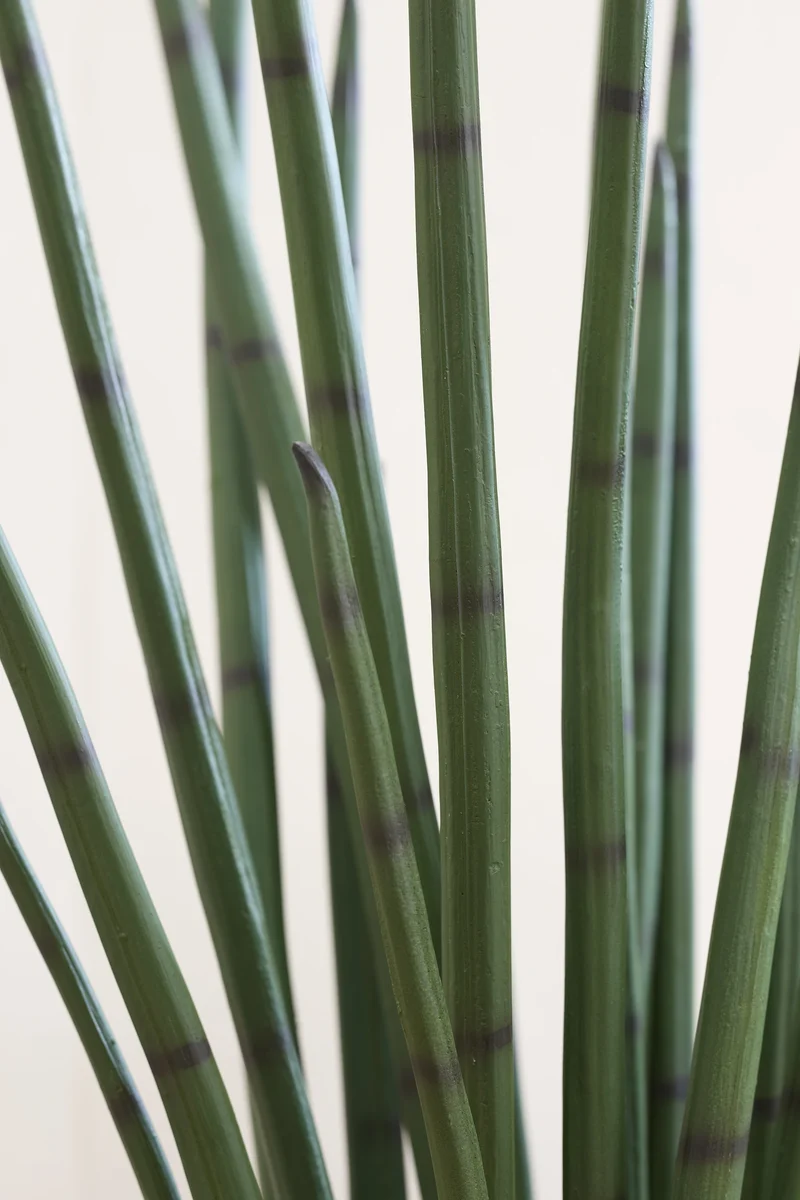 Sansevieria Cylindrica künstlich, H: 180cm