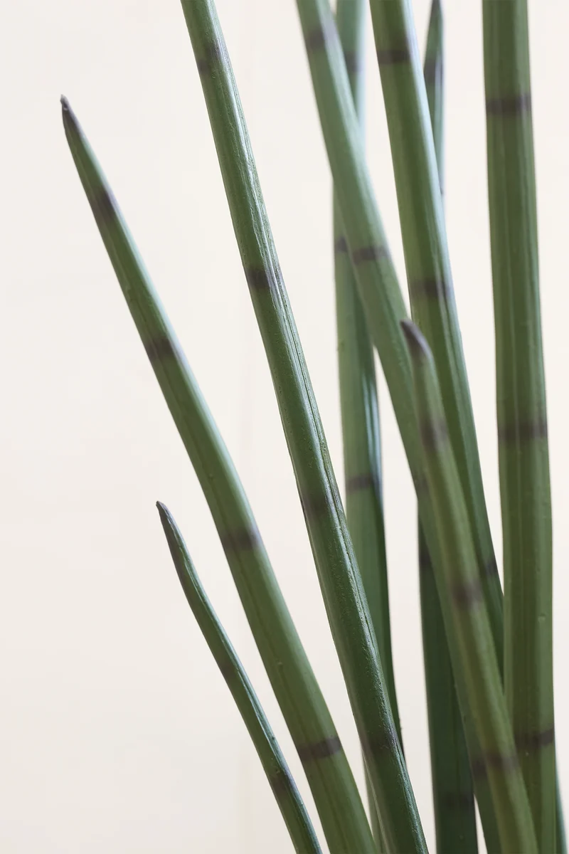 Sansevieria Cylindrica künstlich, H: 120cm