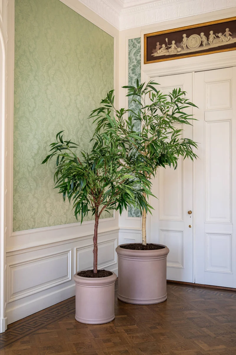 Ficus Alii künstlich, H: 230cm