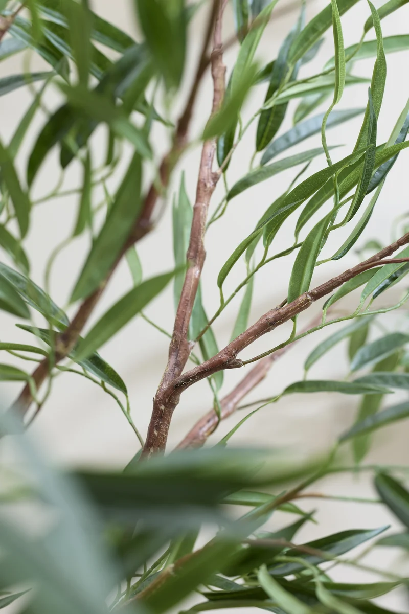 Ficus Alii künstlich, H: 230cm