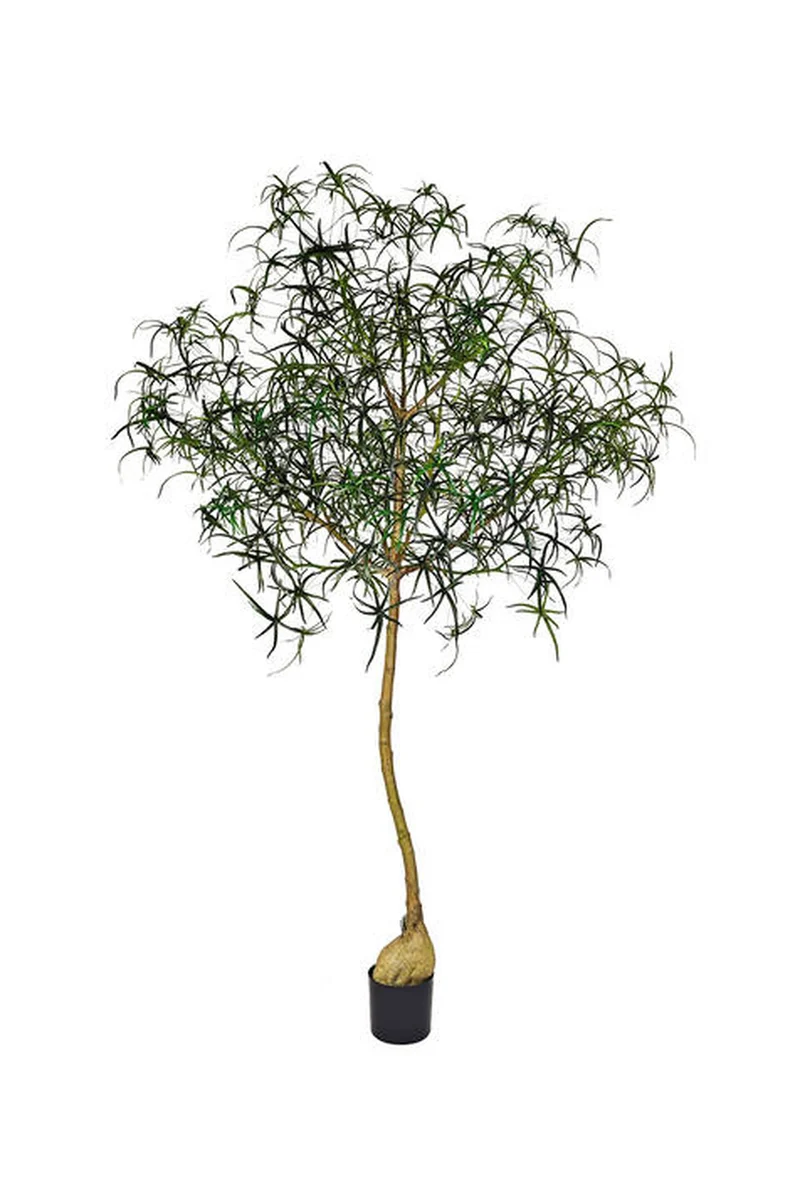 Queensland Bottle Tree künstlich, H: 240cm