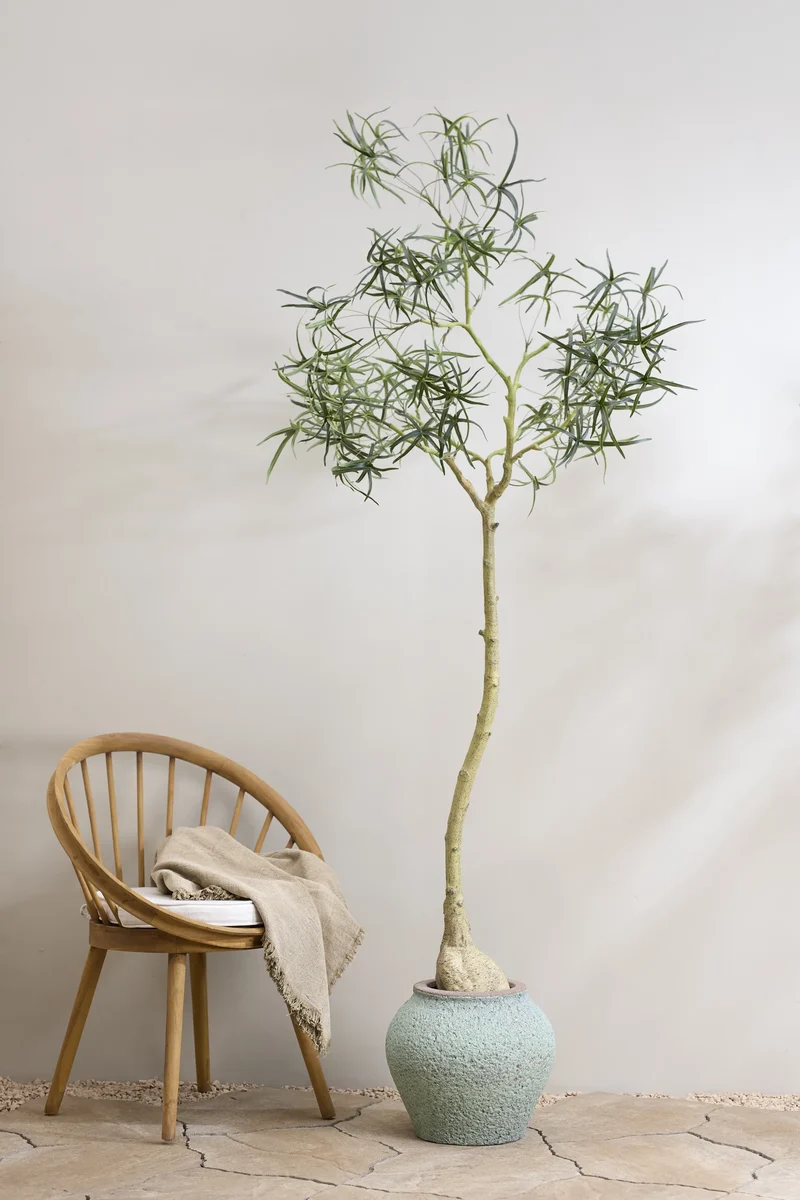 Queensland Bottle Tree künstlich, H: 200cm