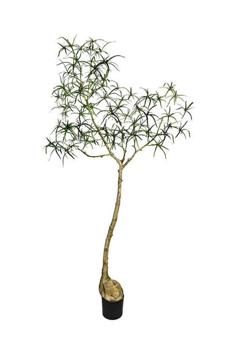 Queensland Bottle Tree künstlich, H: 200cm