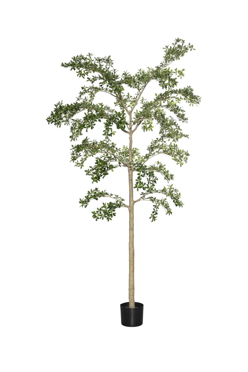 Bucida Buceras Shady Lady künstlich, H: 280cm