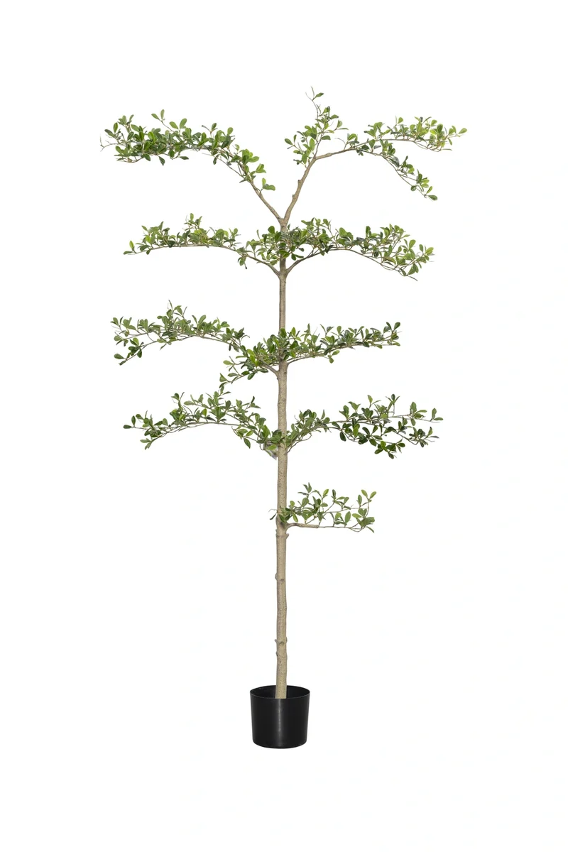 Bucida Buceras Shady Lady künstlich, H: 180cm
