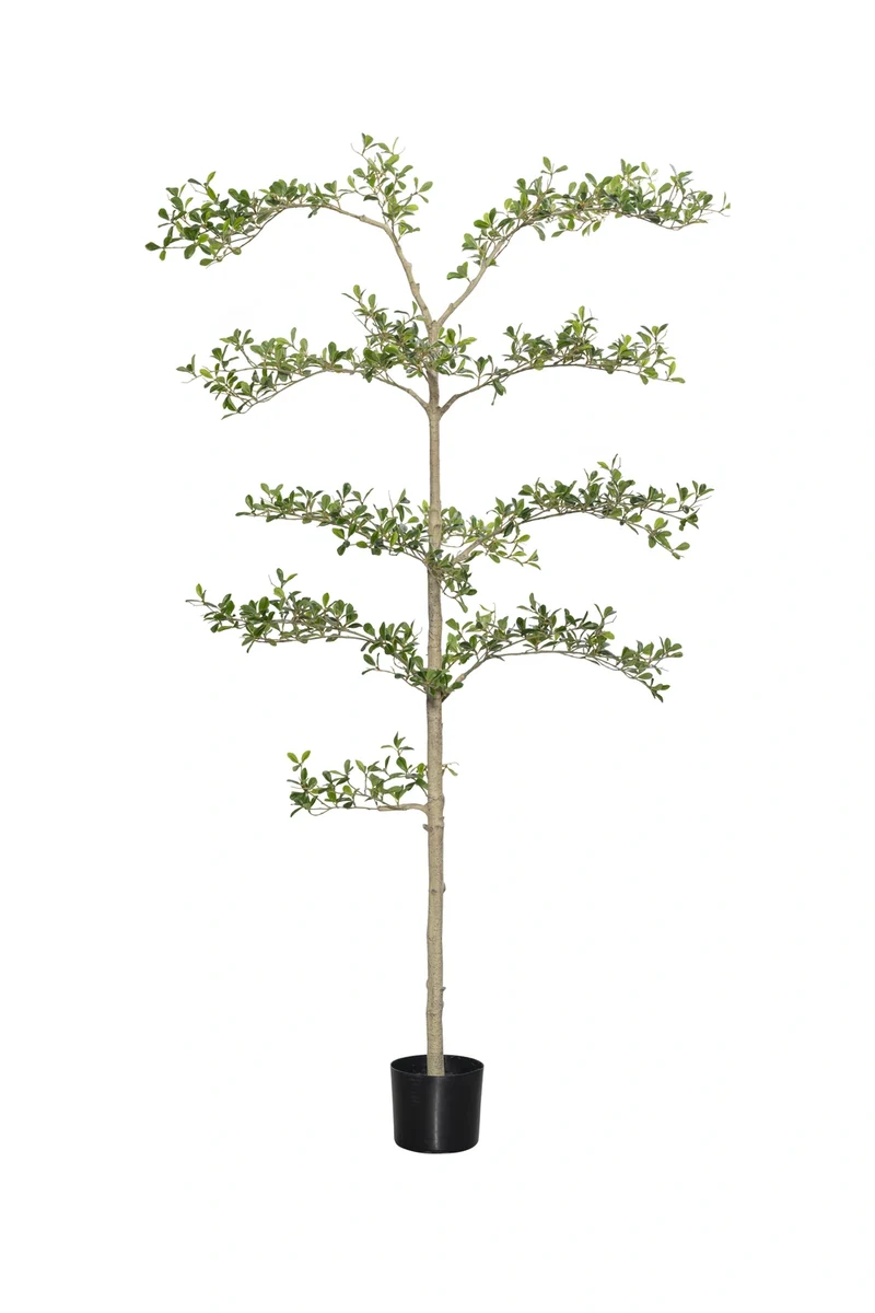 Bucida Buceras Shady Lady künstlich, H: 180cm