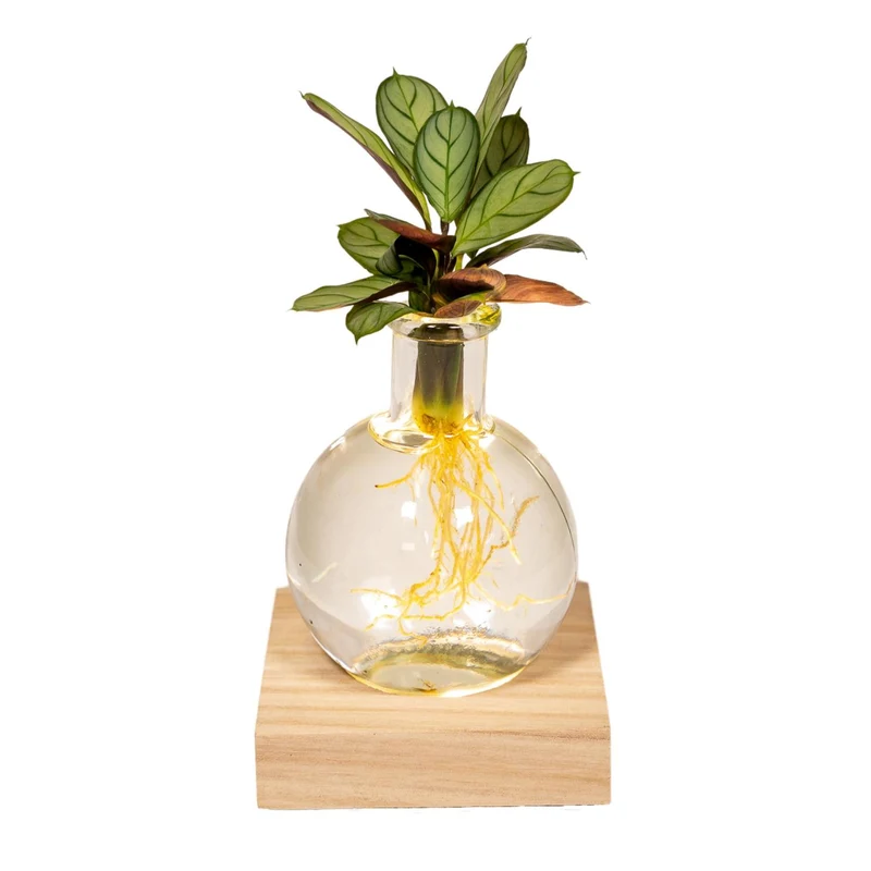 Calathea im Samoa-Glas mit LED - 10cm