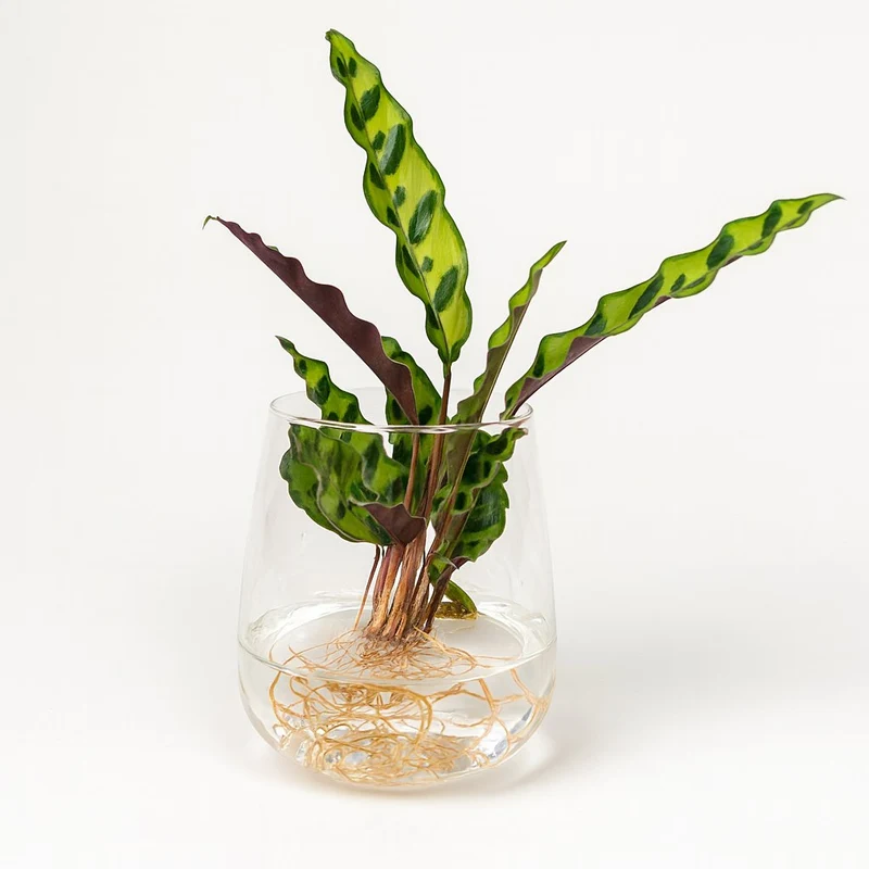 Calathea Insignis im Kingston-Glas - 30cm