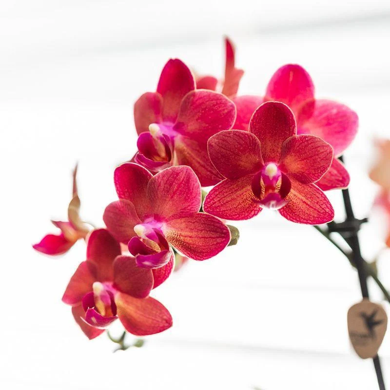 Red Phalaenopsis Orchid - Congo + Elite Silver Pot - Pot size Ø9cm - ↑ 40cm