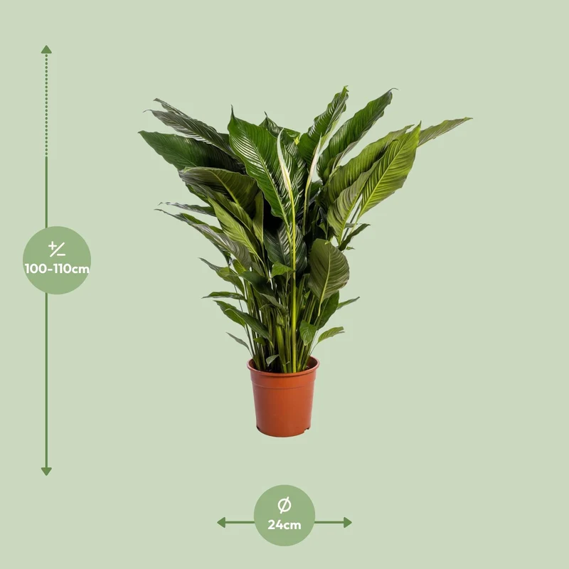Spathiphyllum Sweet Sebastiano (White Peace Lily) ↑ 110 cm