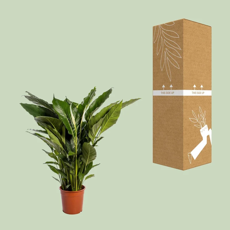 Spathiphyllum Sweet Sebastiano (White Peace Lily) ↑ 110 cm
