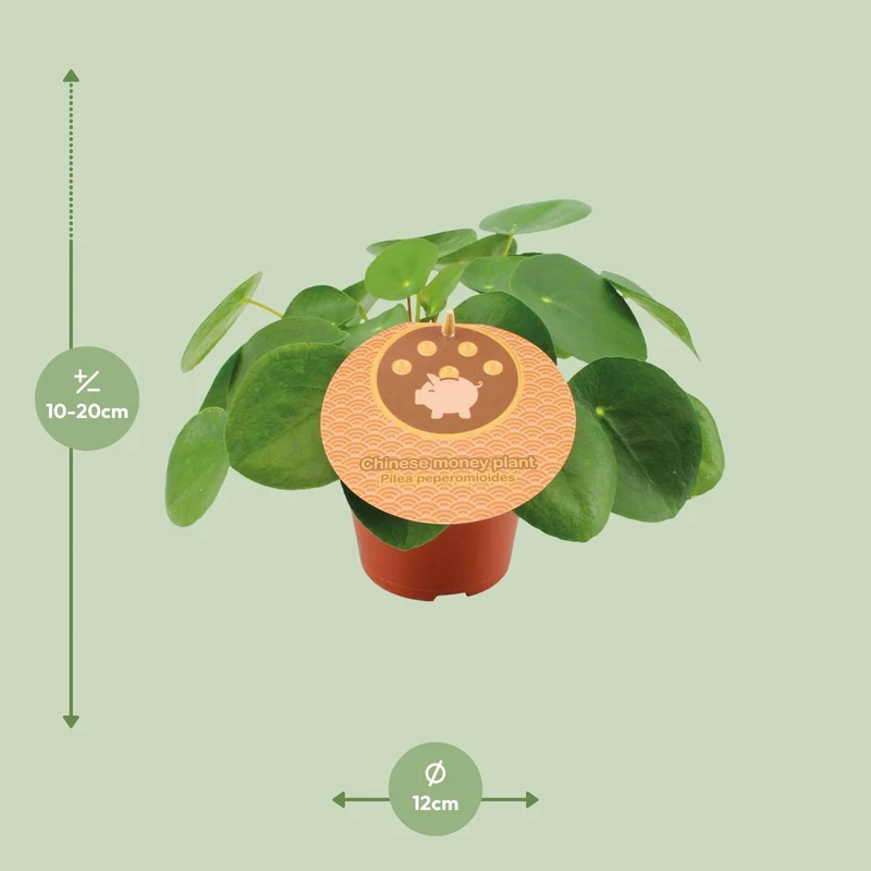 Pilea Peperomioides - Ø12cm - ↑ 20cm