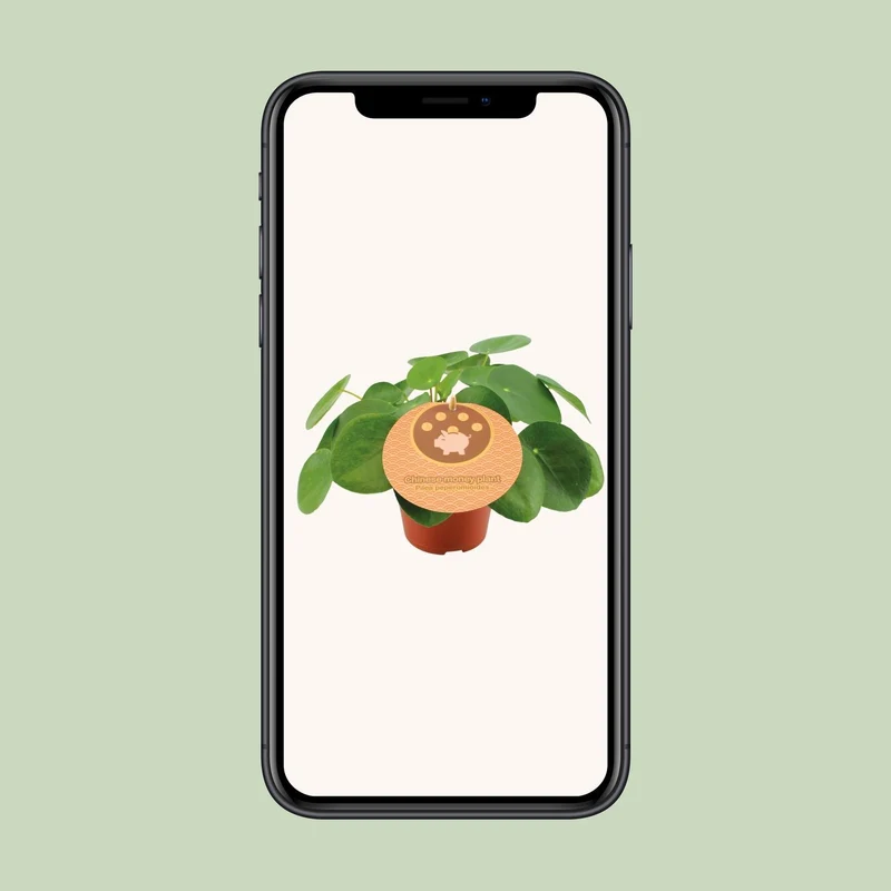 Pilea Peperomioides - Ø12cm - ↑ 20cm