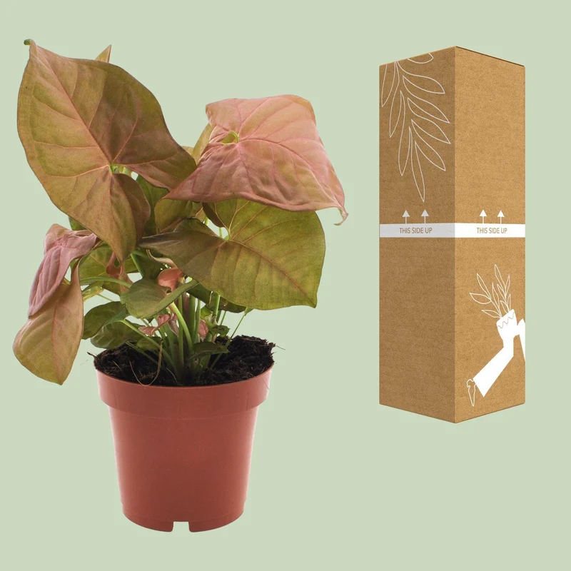 Syngonium Neon (Arrowhead Plant) ↑ 25 cm