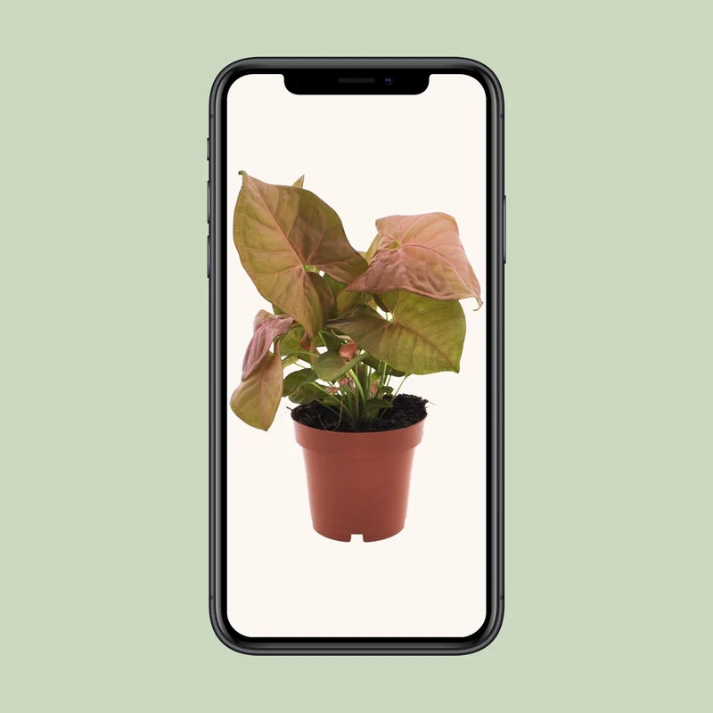 Syngonium Neon (Arrowhead Plant) ↑ 25 cm