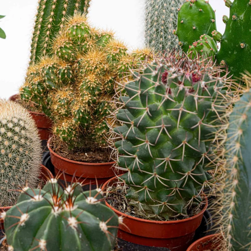 Cactus Set of 12 - ↑ 8–12 cm