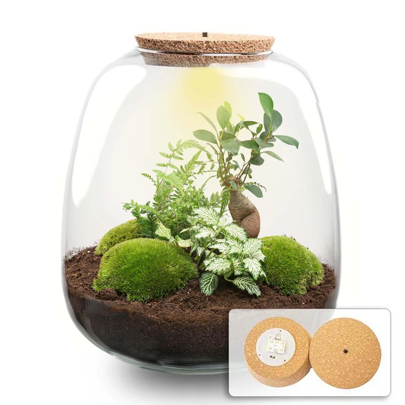 Emma - Bonsai White - Terrarium with light - Bottle garden DIY kit - Ø 23 cm ↑ 25 cm