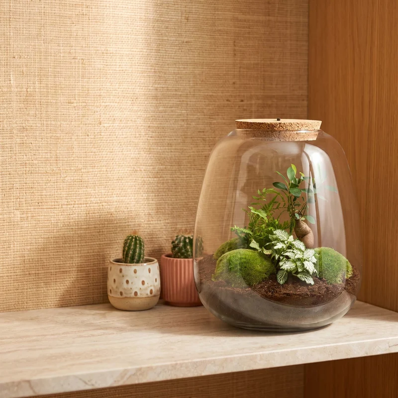 Emma - Bonsai White - Terrarium with light - Bottle garden DIY kit - Ø 23 cm ↑ 25 cm