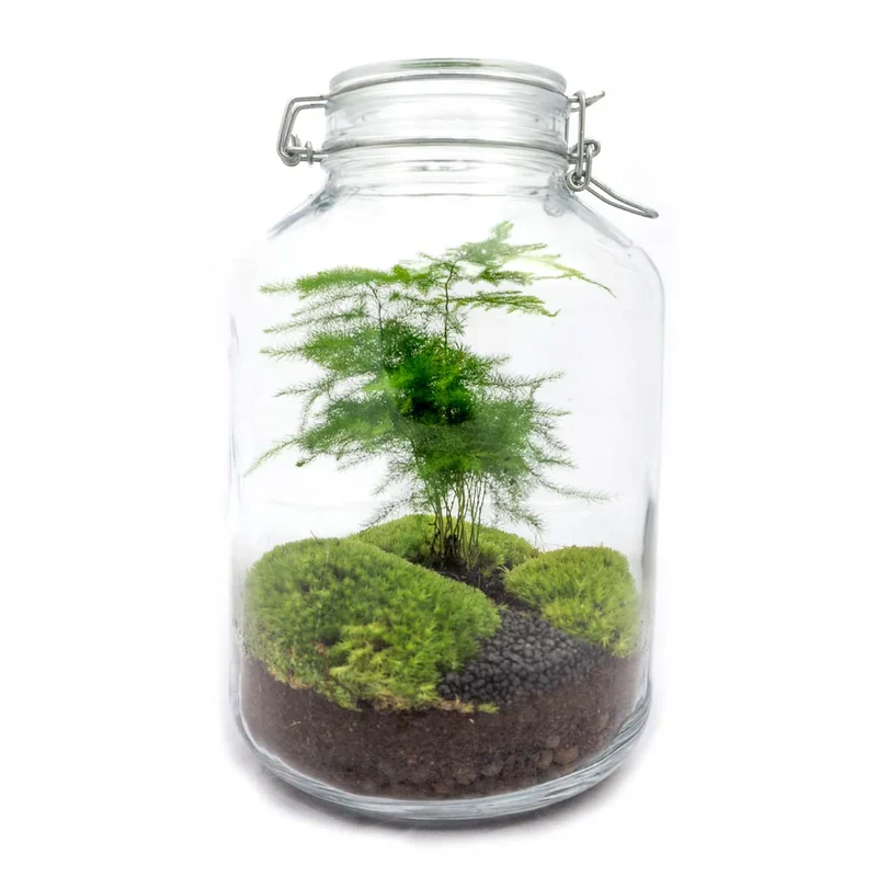 Jar Asparagus - Terrarium - Bottle garden DIY kit - Ø 18 cm ↑ 28 cm
