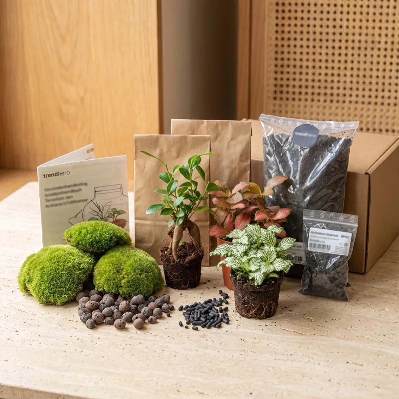 Bonsai Ficus Ginseng - Plant Terrarium Refill & Starter kit - 3 terrarium plants - DIY