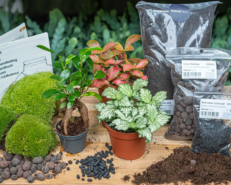 Bonsai Ficus Ginseng - Plant Terrarium Refill & Starter kit - 3 terrarium plants - DIY