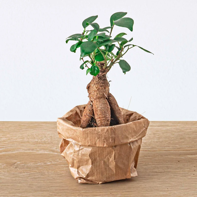 Ficus Ginseng bonsai - Microcarpa - ↑ ca. 15 cm - Ø 6 cm
