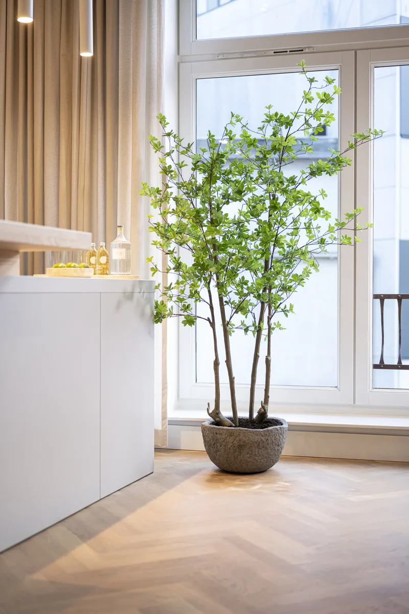 Enkianthus perulatus künstlich, H: 180cm