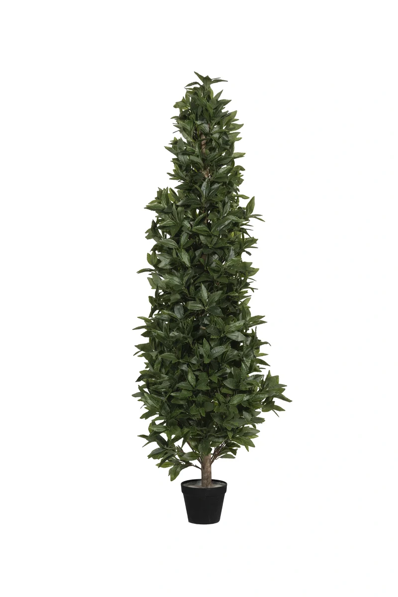 Lorbeer künstlich, H: 150cm