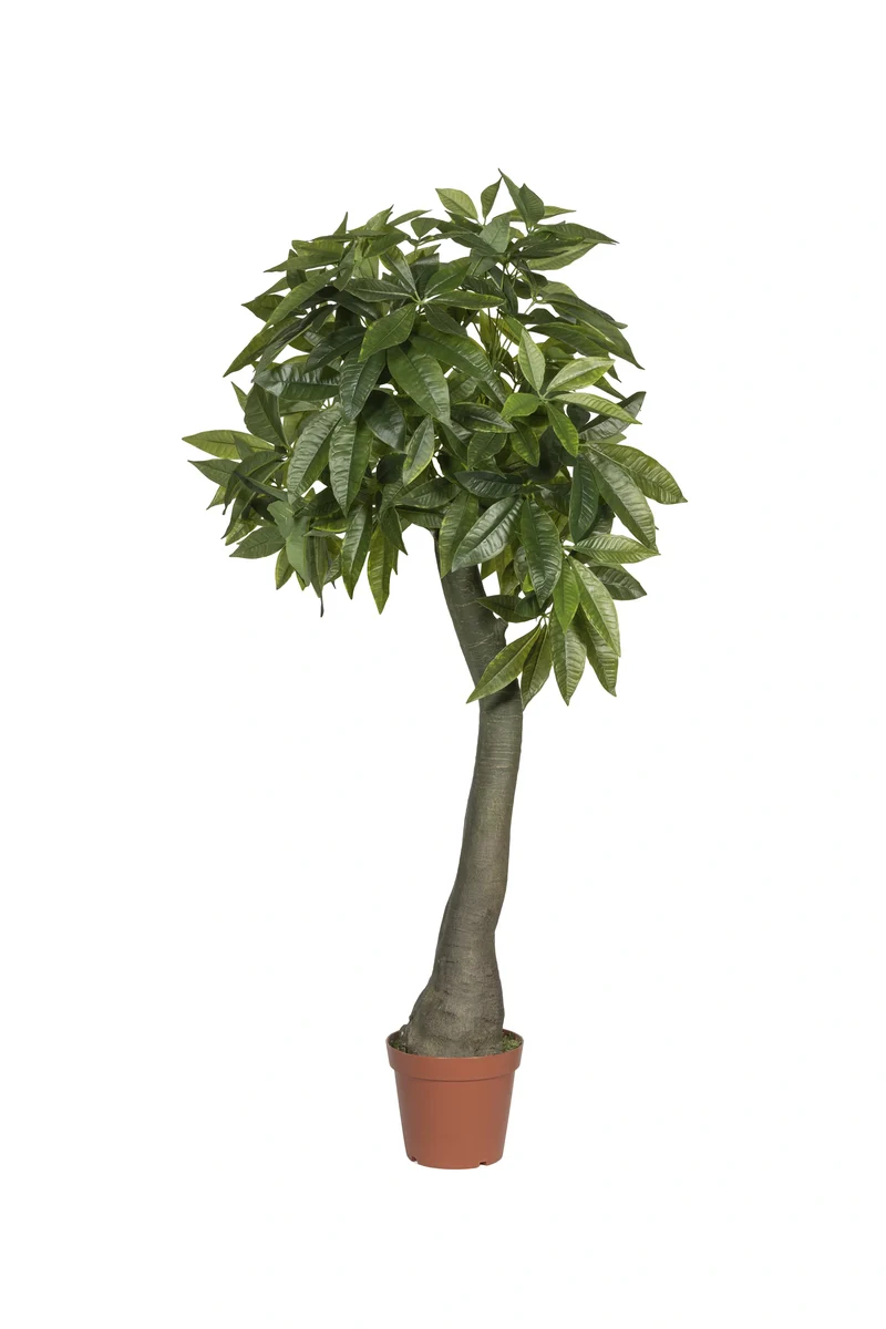 Pachira künstlich, H: 170cm