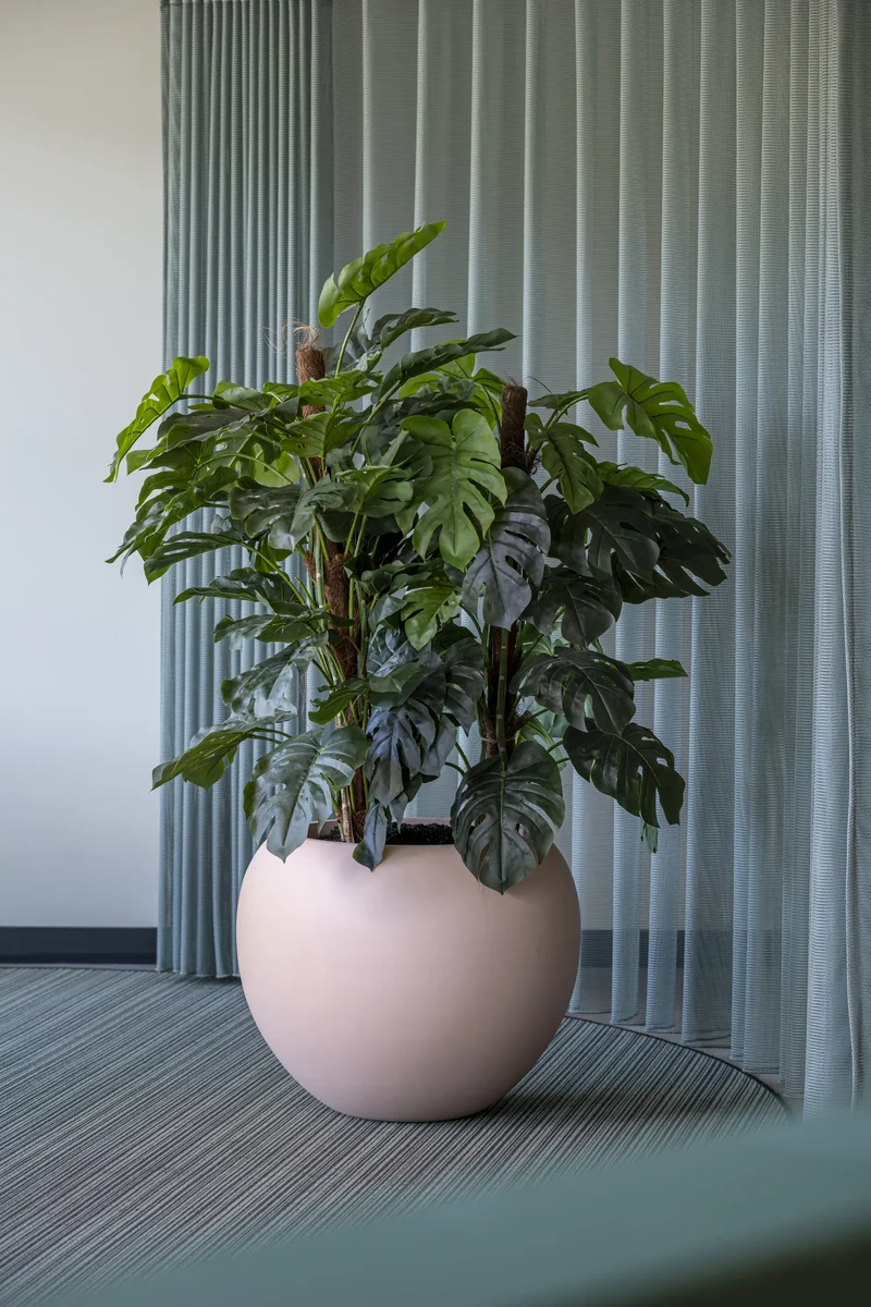 Monstera Pertusum künstlich, H: 140cm